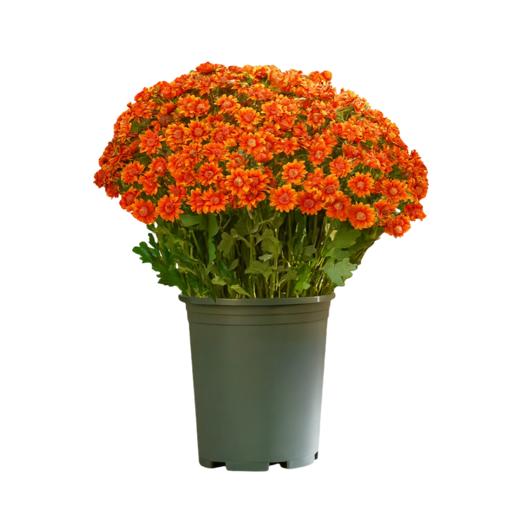 Artificial Outdoor Sunset Mums Flowers - UV resistant, Waterproof, Windproof