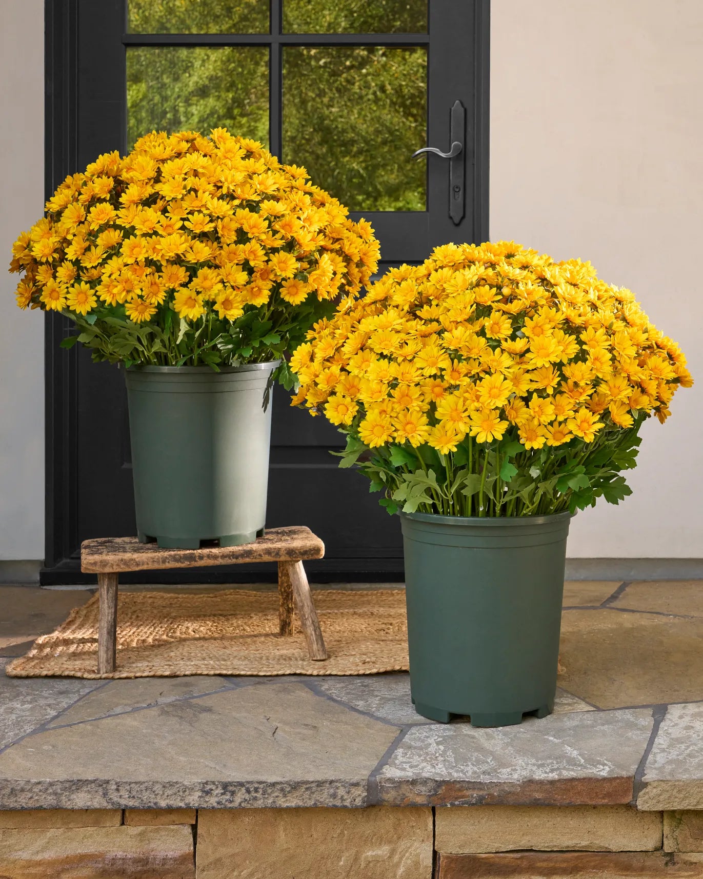 Artificial Outdoor Sunset Mums Flowers - UV resistant, Waterproof, Windproof
