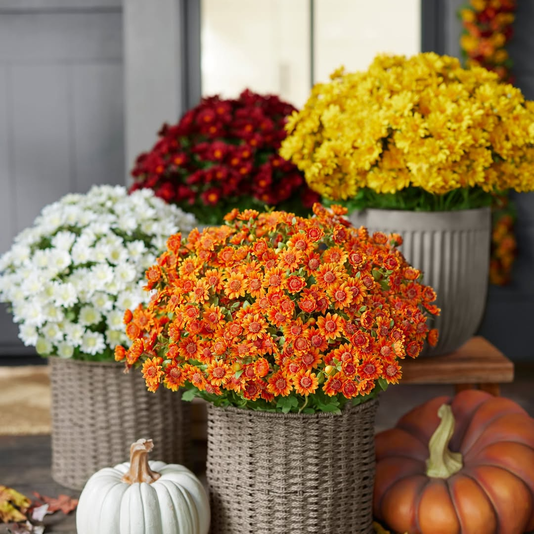 Artificial Outdoor Sunset Mums Flowers - UV resistant, Waterproof, Windproof