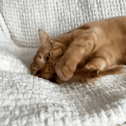 Tiktrove Natural Silvervine Dental Sticks