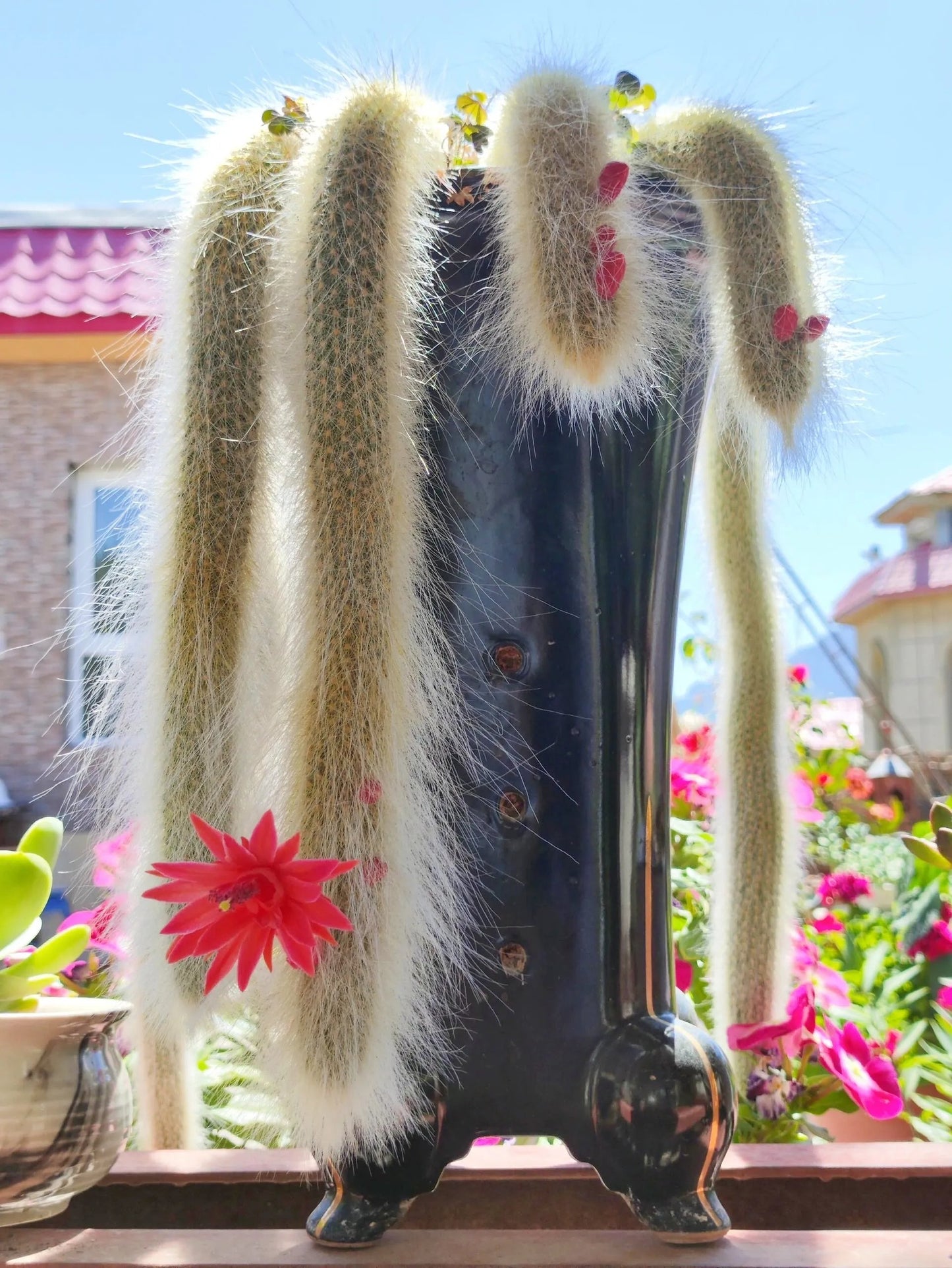 🌵Rare Monkey Tail Cactus🦊— Embark on a Dreamlike Journey✨