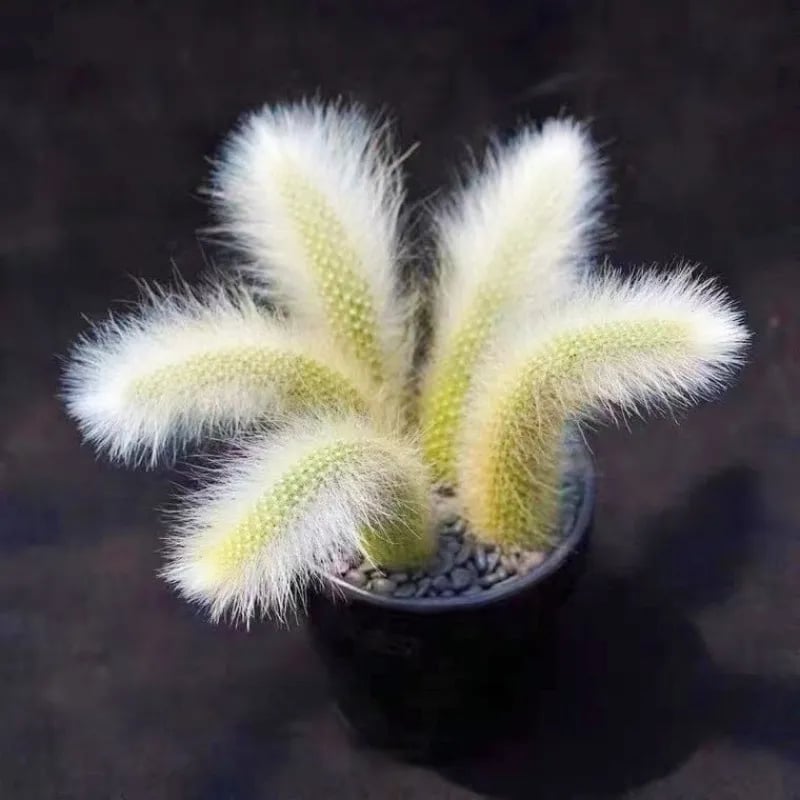 🌵Rare Monkey Tail Cactus🦊— Embark on a Dreamlike Journey✨