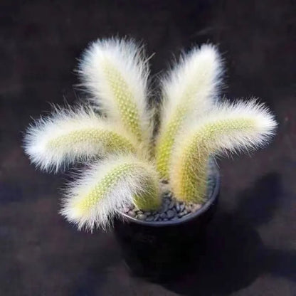 🌵Rare Monkey Tail Cactus🦊— Embark on a Dreamlike Journey✨