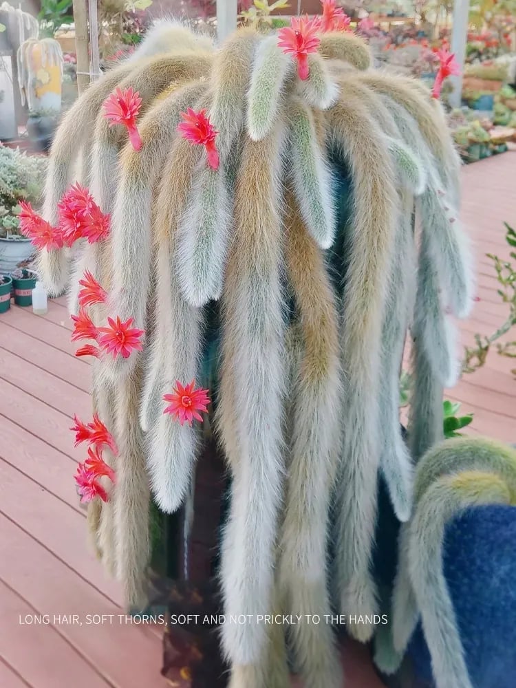 🌵Rare Monkey Tail Cactus🦊— Embark on a Dreamlike Journey✨