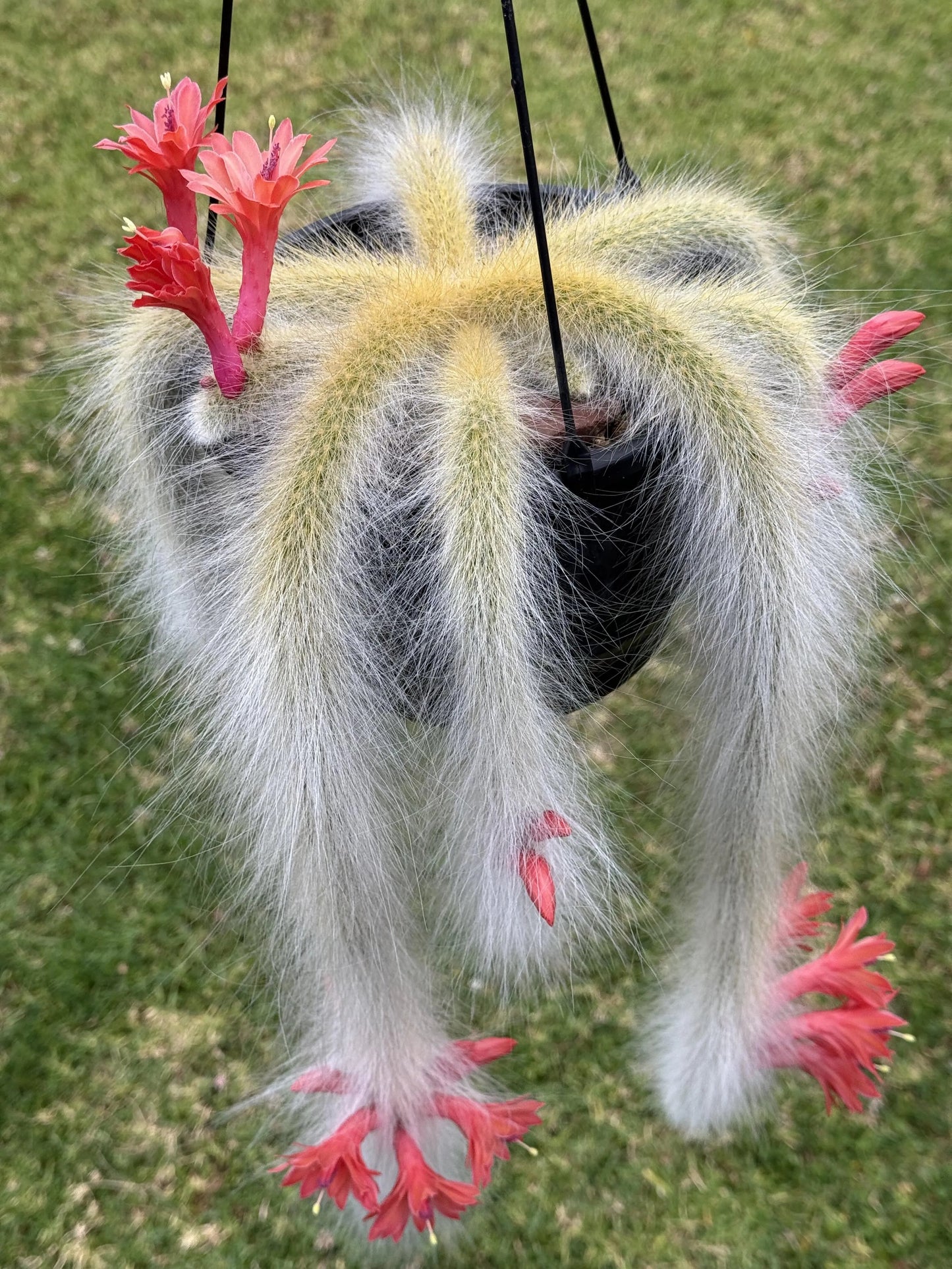 🌵Rare Monkey Tail Cactus🦊— Embark on a Dreamlike Journey✨
