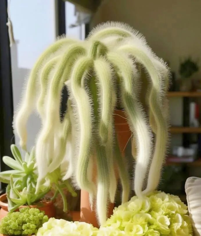 🌵Rare Monkey Tail Cactus🦊— Embark on a Dreamlike Journey✨