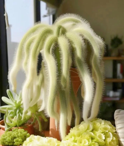 🌵Rare Monkey Tail Cactus🦊— Embark on a Dreamlike Journey✨