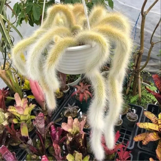 🌵Rare Monkey Tail Cactus🦊— Embark on a Dreamlike Journey✨