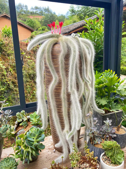 🌵Rare Monkey Tail Cactus🦊— Embark on a Dreamlike Journey✨