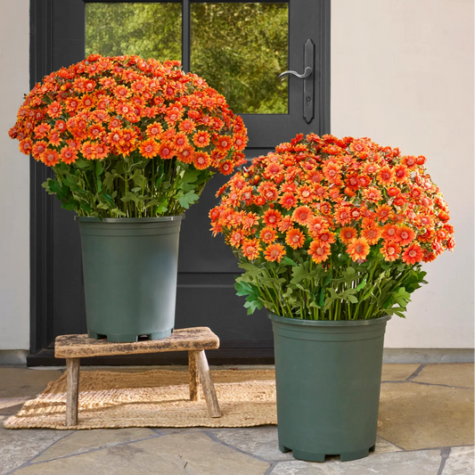 Artificial Outdoor Sunset Mums Flowers - UV resistant, Waterproof, Windproof