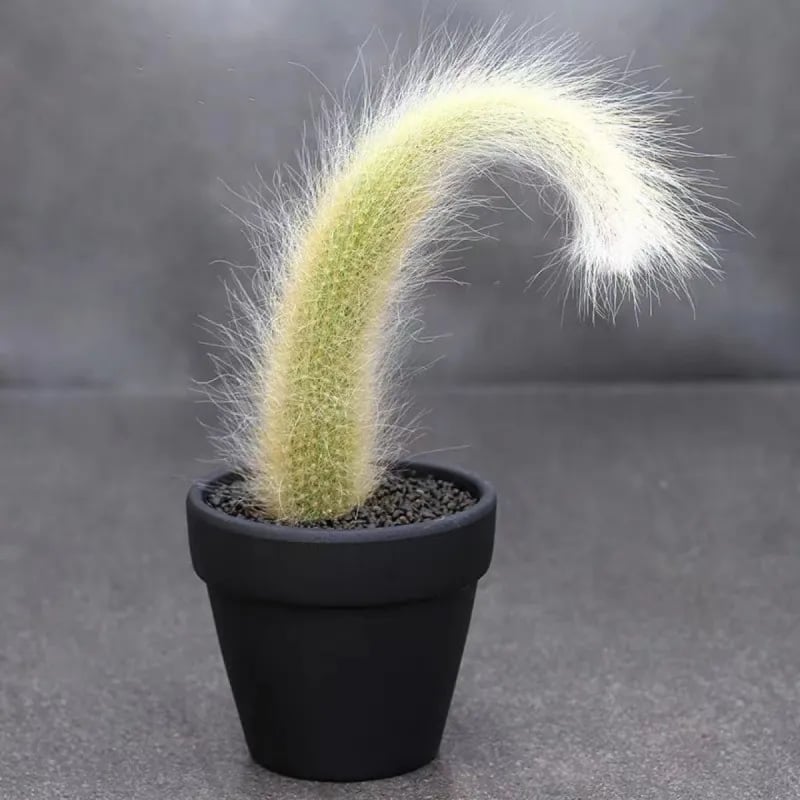 🌵Rare Monkey Tail Cactus🦊— Embark on a Dreamlike Journey✨