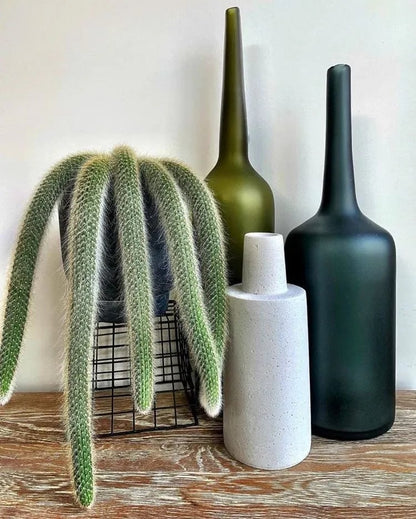 🌵Rare Monkey Tail Cactus🦊— Embark on a Dreamlike Journey✨