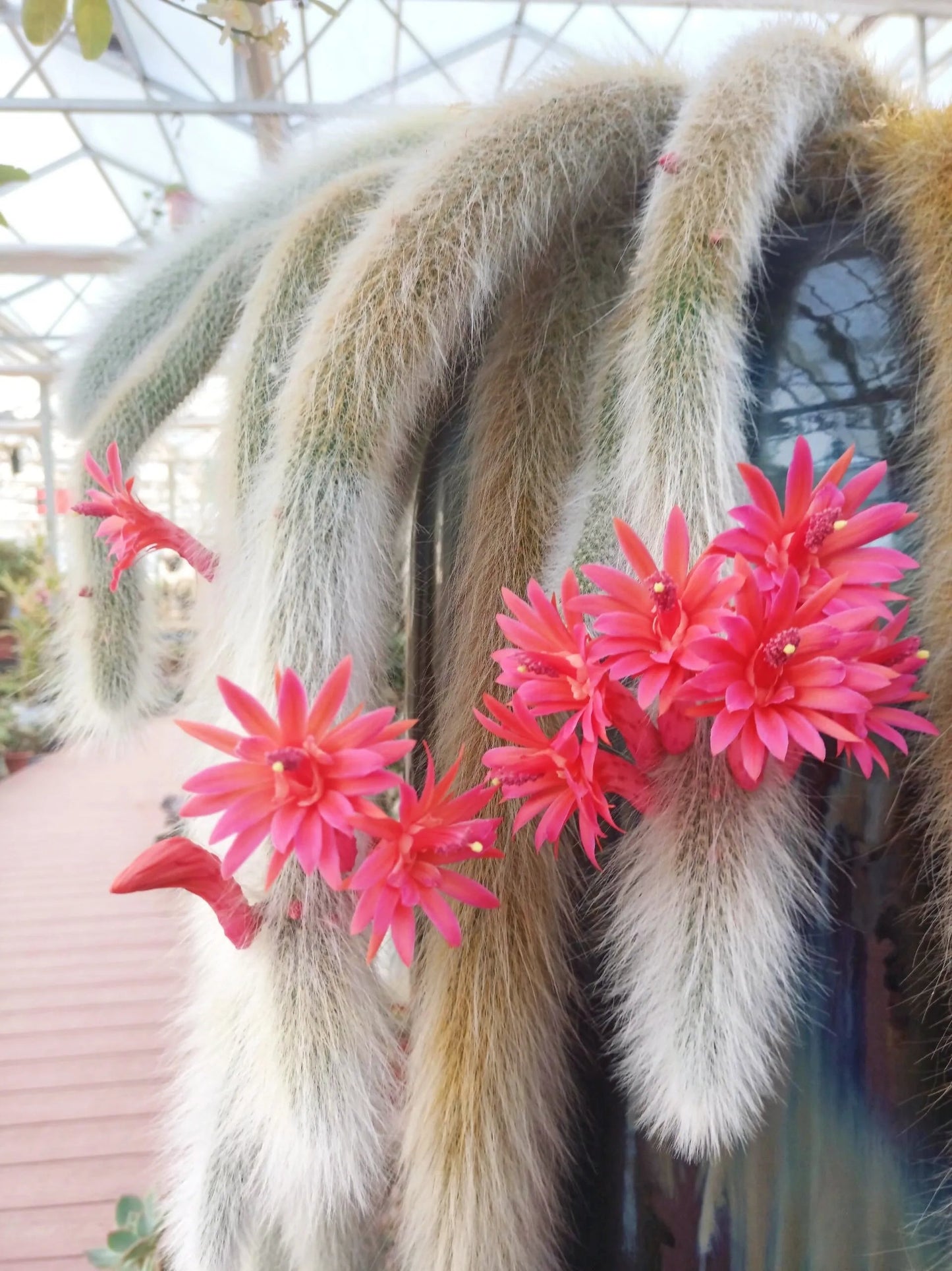 🌵Rare Monkey Tail Cactus🦊— Embark on a Dreamlike Journey✨