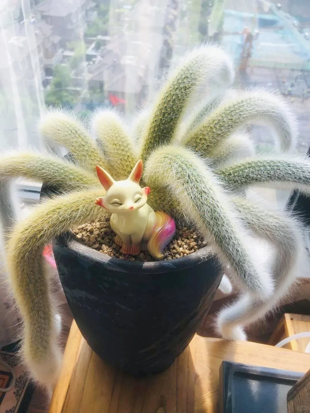 🌵Rare Monkey Tail Cactus🦊— Embark on a Dreamlike Journey✨