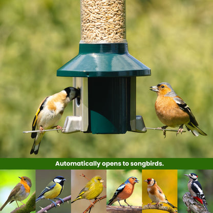 Tiktrove PestOff Squirrel Proof Bird Feeder 2.0